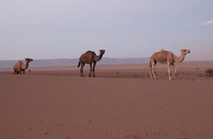 Camel Trekking