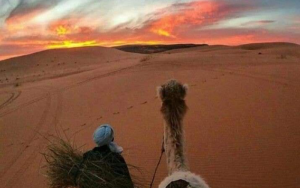 Camel Ride